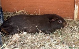 Guinea Pig rodents for sale: Beautiful mix of female Guineapigs  - Image 4