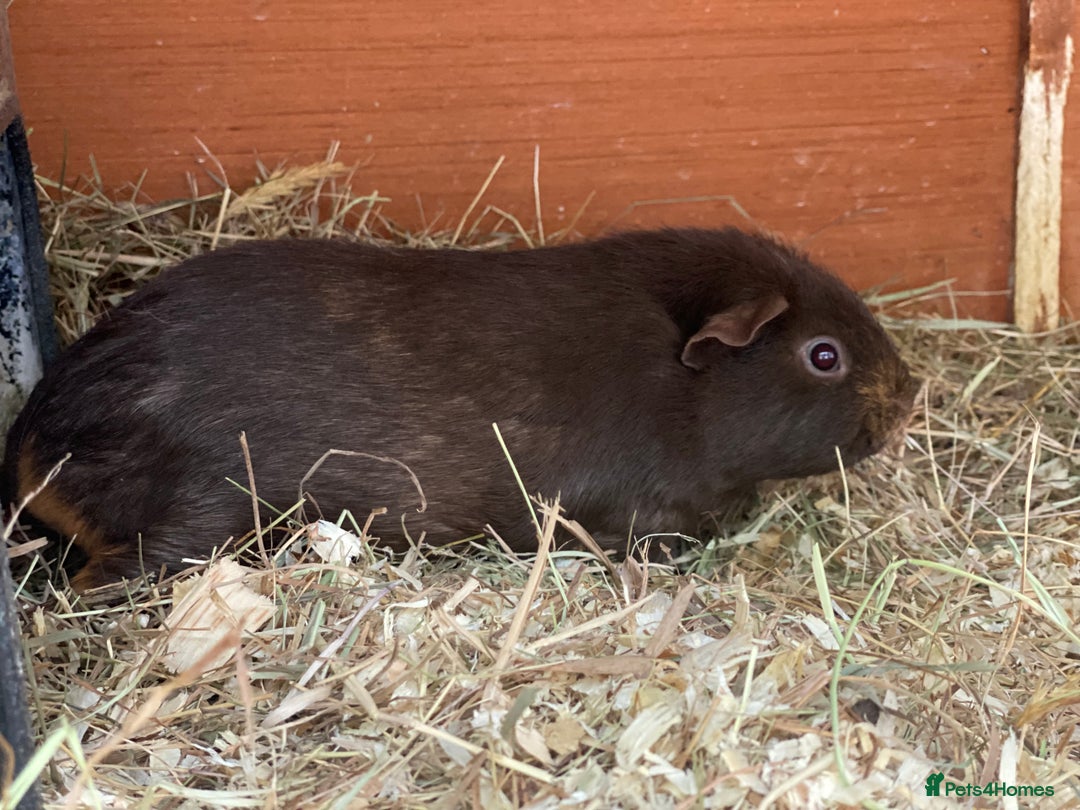 Guinea Pig rodents for sale: Beautiful mix of female Guineapigs  - Image 4