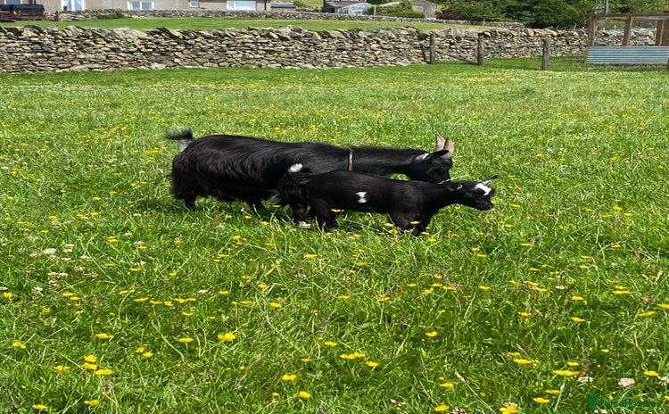 Goats livestock - Advert 1