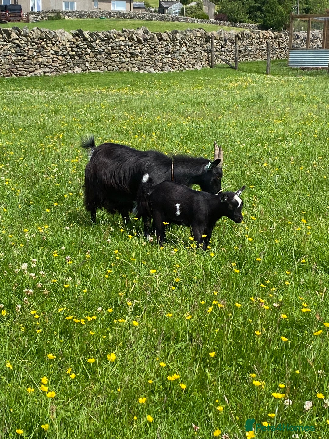 Goats livestock for sale: Pygmy goat wether kid - Image 1