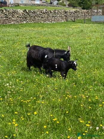 Goats livestock - Advert 6