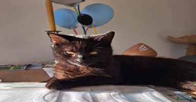 British Shorthair cats - Advert 1