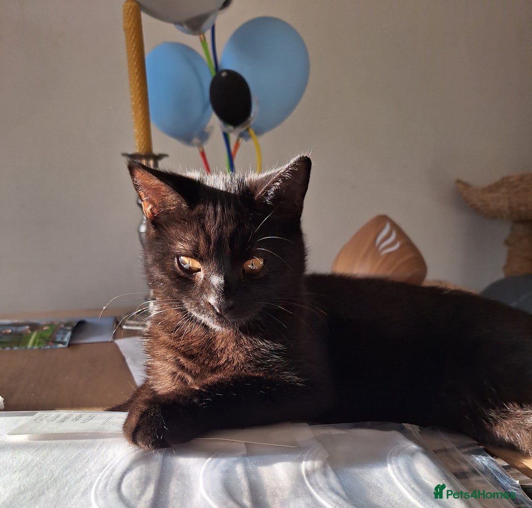 British Shorthair cats for sale: 🤎SALE!!! CHOCOLATE BSH boy and girl left, LONDON - Image 3