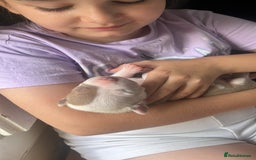 Mixed Breed dogs for sale: 2 beautiful pups (only the boy left) - Image 12