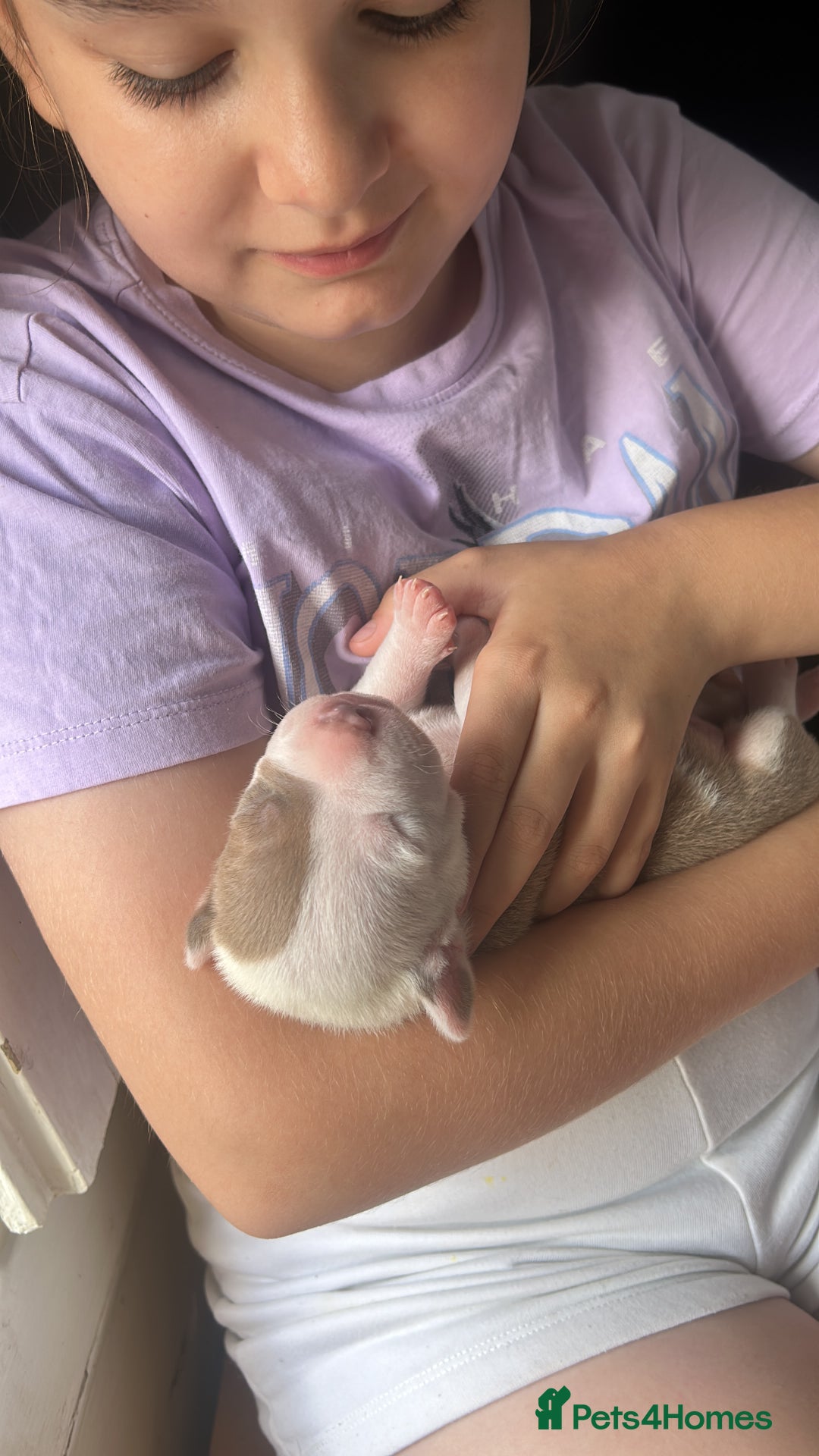 Mixed Breed dogs for sale: 2 beautiful pups (only the boy left) - Image 12