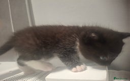 Mixed Breed cats for sale: 3 kittens  - Image 8