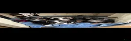 Jack Russell dogs for sale: Beautiful litter of 6 puppies  - Advert 8