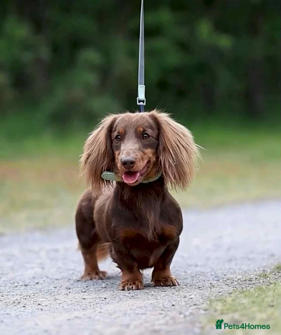 Miniature Dachshund dogs for sale: Miniature dachshund pups long hair & smooth hair  - Advert 2