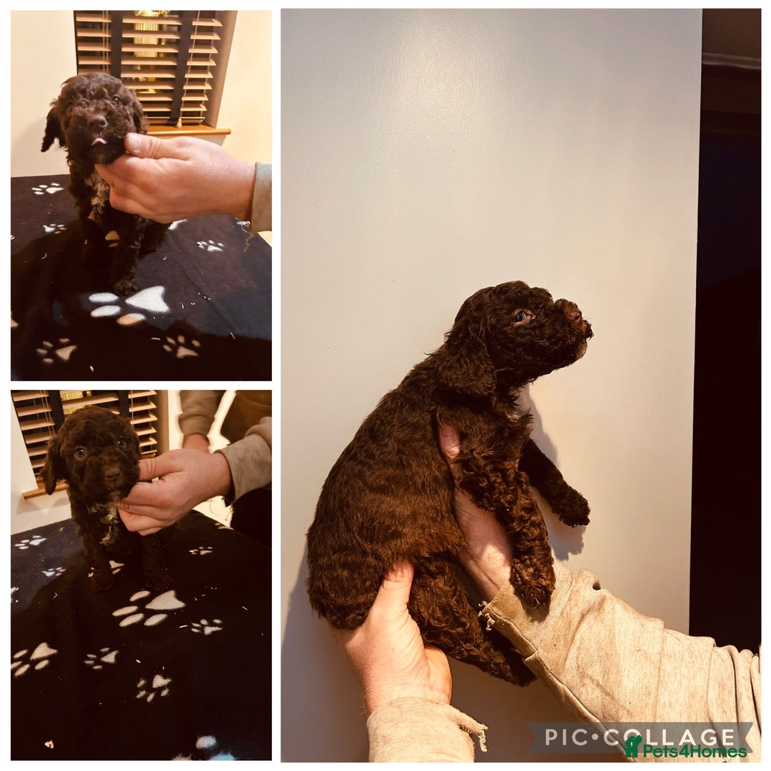 Lagotto Romagnolo dogs for sale: Stunning lagotto boys 🤩😍 - Advert 2