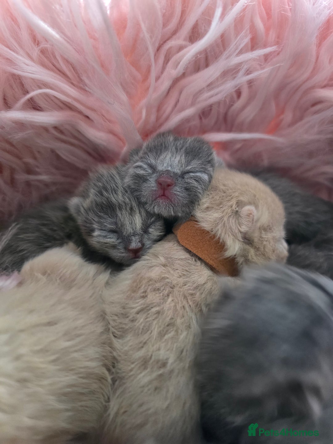 British Shorthair cats for sale: Beautiful Kittens looking forever home 😍😸 - Image 5