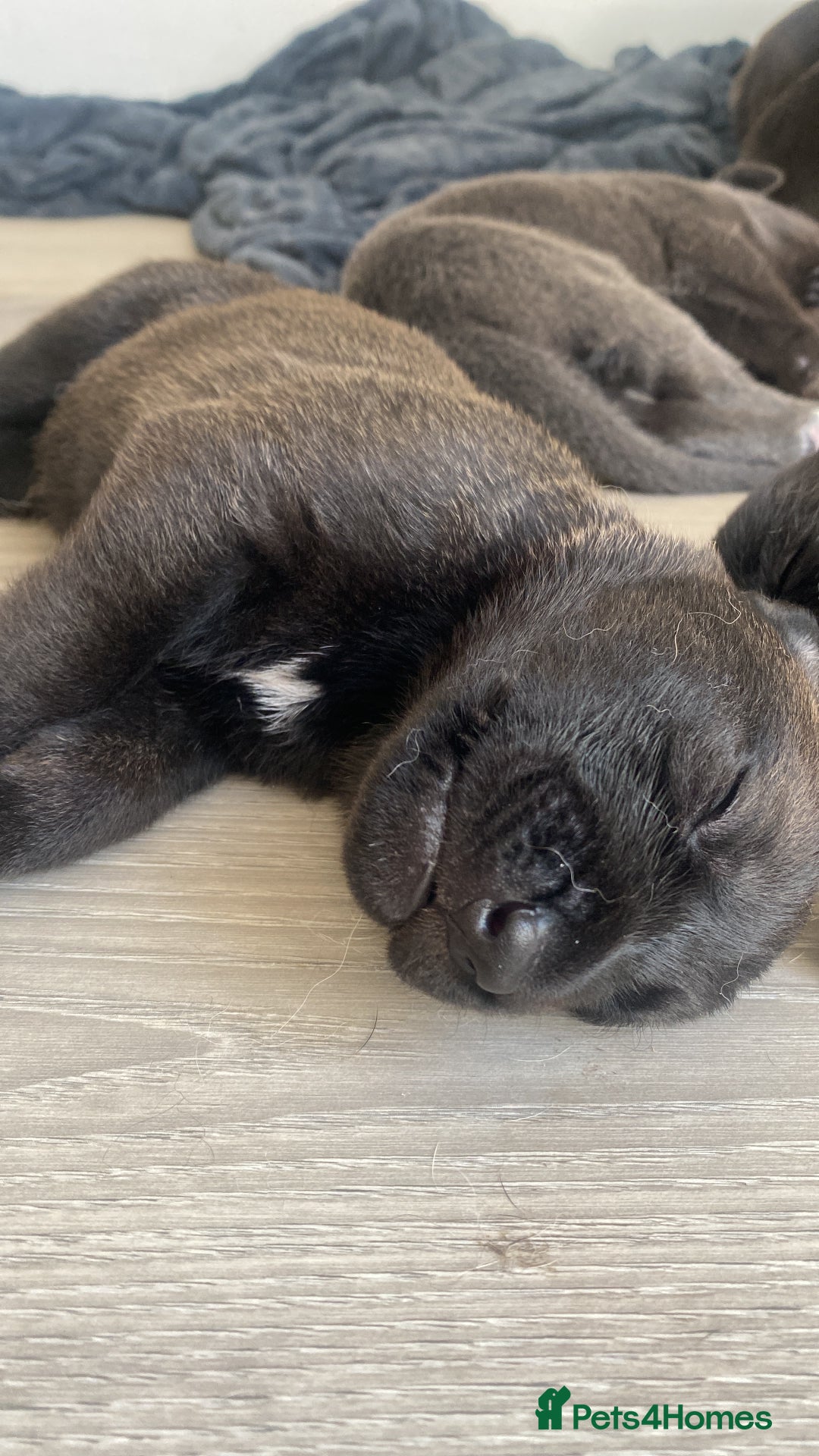 Mixed Breed dogs for sale: GREAT DANE X GERMAN SHEPHERD PUPPIES READY TO GO - Image 10