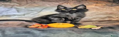 Maine Coon 2