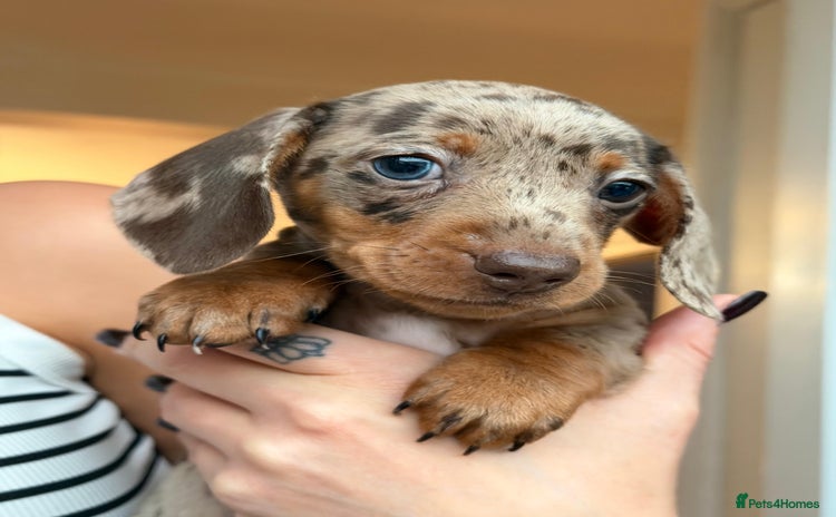 Miniature Dachshund dogs - Advert 9