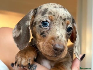Miniature Dachshund dogs - Advert 31