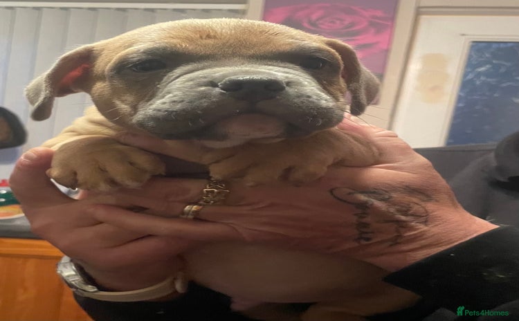 Mixed Breed dogs - Advert 2