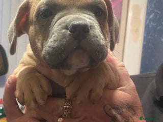 Mixed Breed dogs - Advert 1