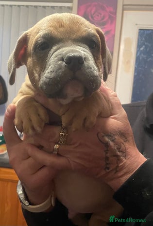 Mixed Breed dogs - Advert 2