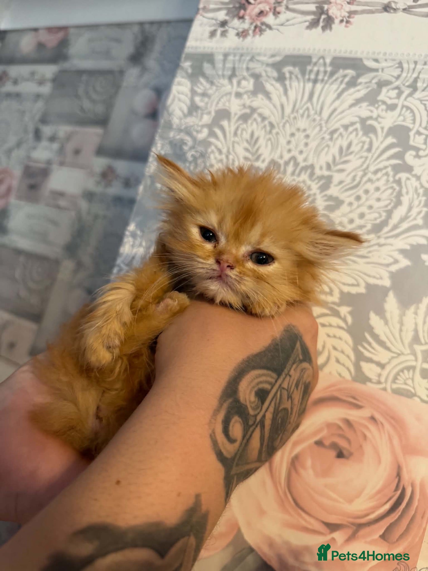 Persian cats 🌸FEW PERSIANS LEFT 🌸 - Advert 2