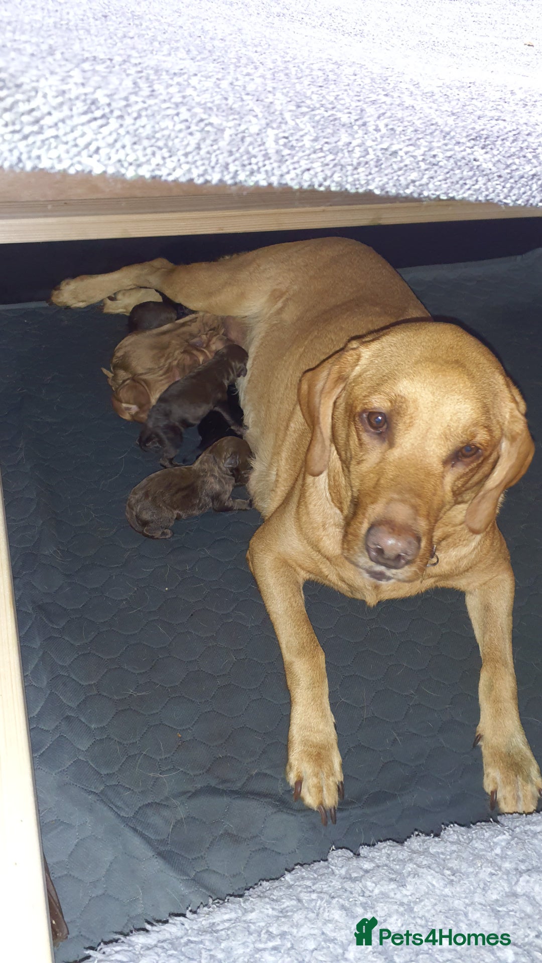 Labradoodle dogs for sale: F1 Labradoodle puppies - Image 7