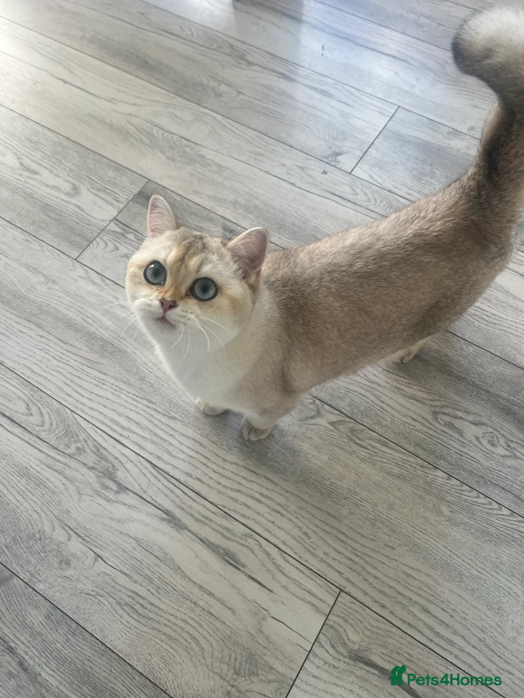 British Shorthair cats for sale: Female BSH - Advert 4