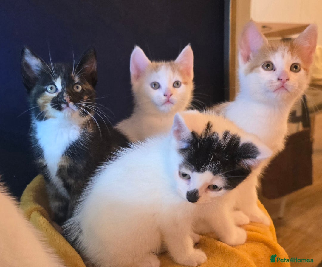 Mixed Breed cats for sale: 4 boys and 2 girls Family-Raised, Well-Socialised  - Image 32