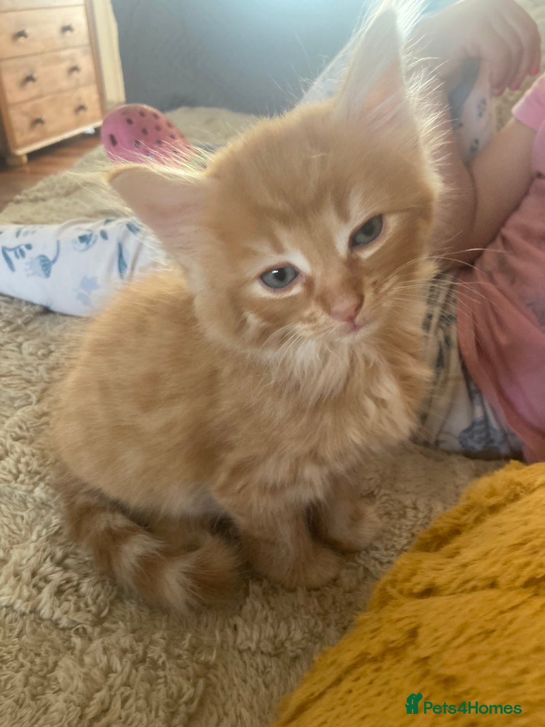 Mixed Breed cats for sale: Wonderful ginger Girl  - Image 9
