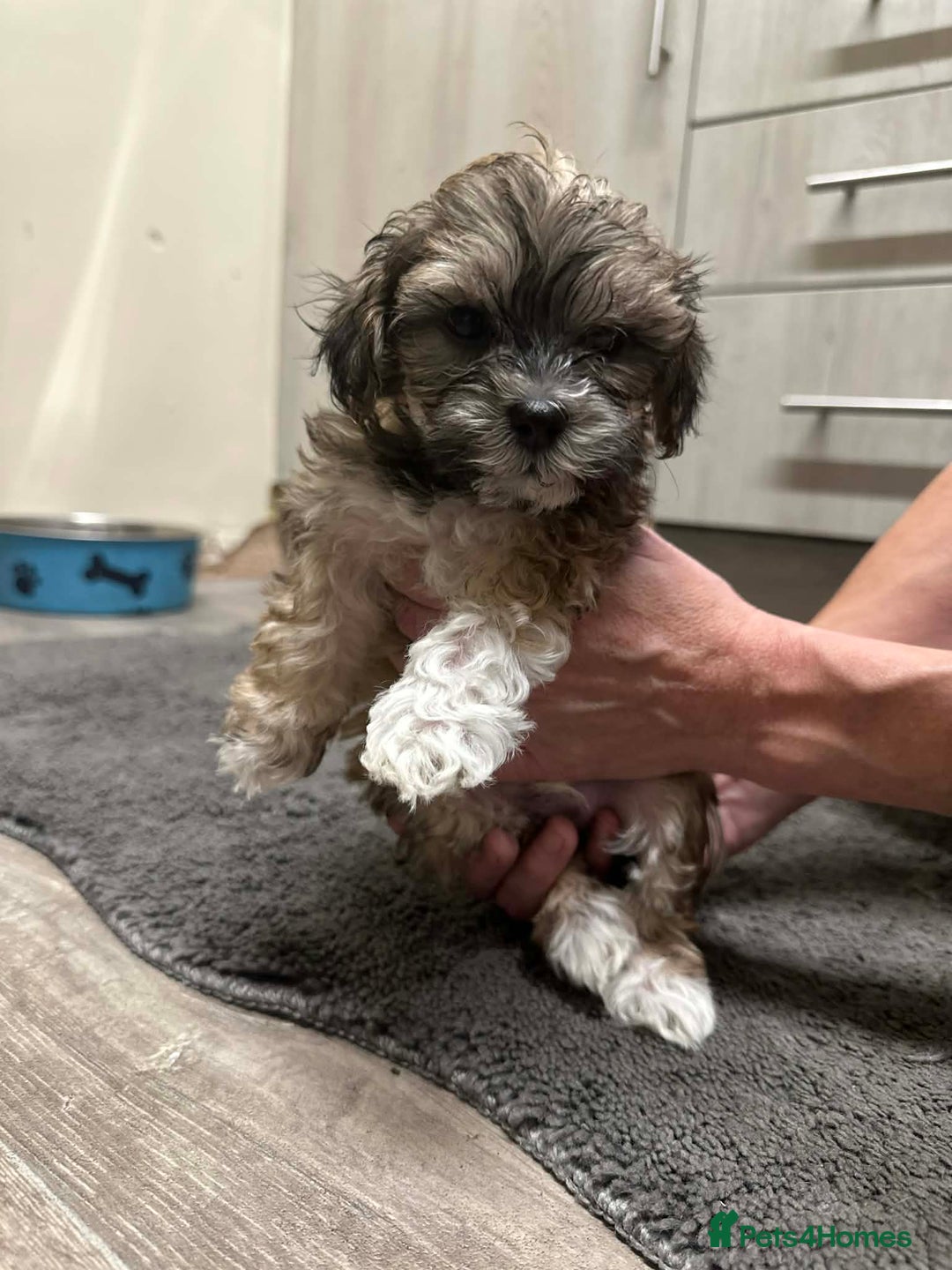 Mixed Breed dogs for sale: Stunning maltipoos  - Advert 15