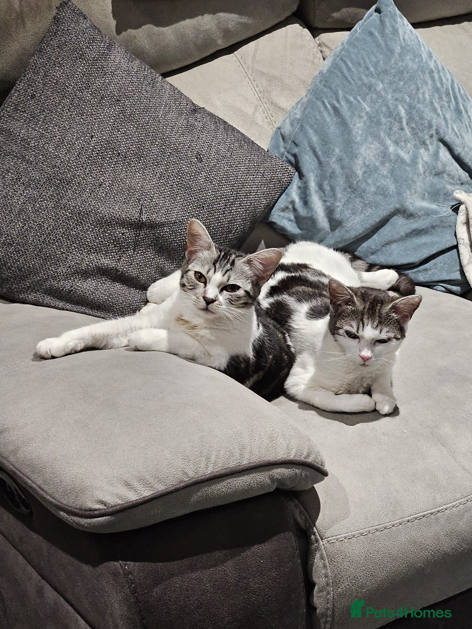 American Shorthair cats 2 beautiful 3 year old cats  - Advert 1