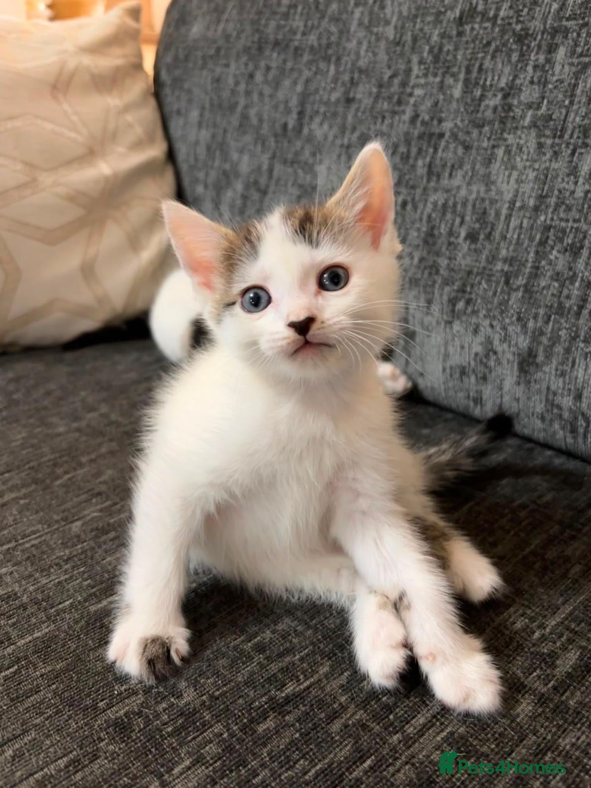 Domestic Shorthair cats Two beautiful males ready for their forever homes✨ - Advert 11