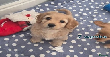 Cavapoochon dogs - Advert 2