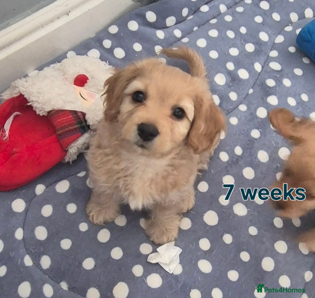 Cavapoochon dogs for sale: Litter of cavapoochons - Image 4