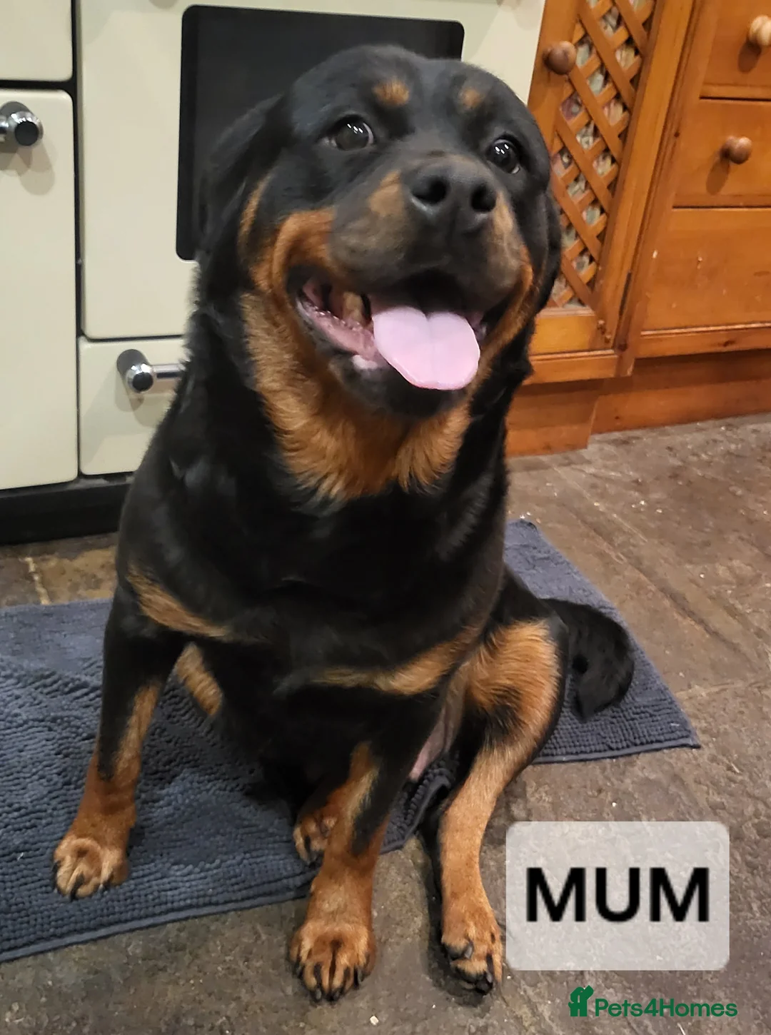 Rottweiler dogs for sale: Chunky Rottweiler Puppies - Advert 9