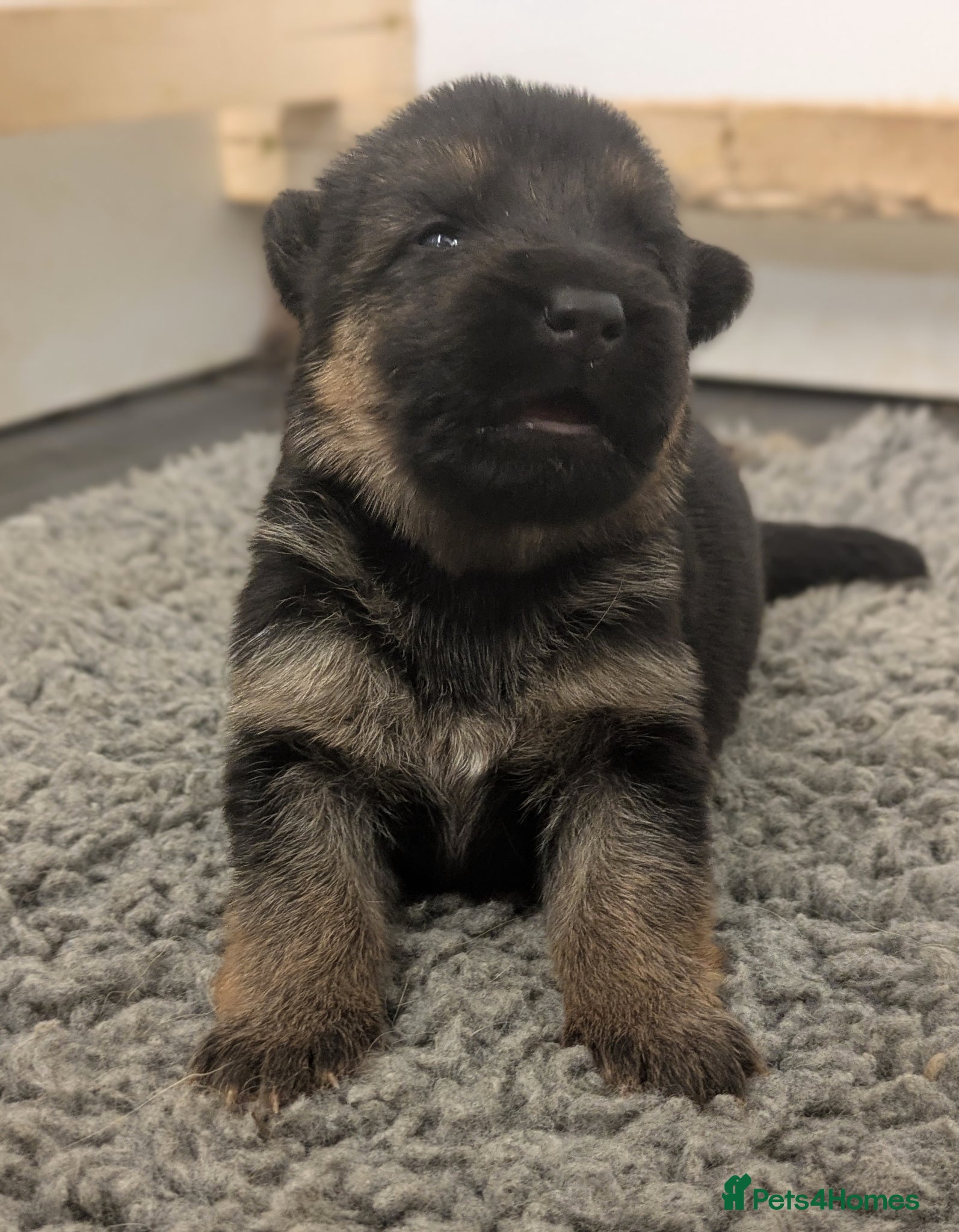 German Shepherd dogs RKC Reg Champion-Line Pups, Health tested Parents - Advert 2