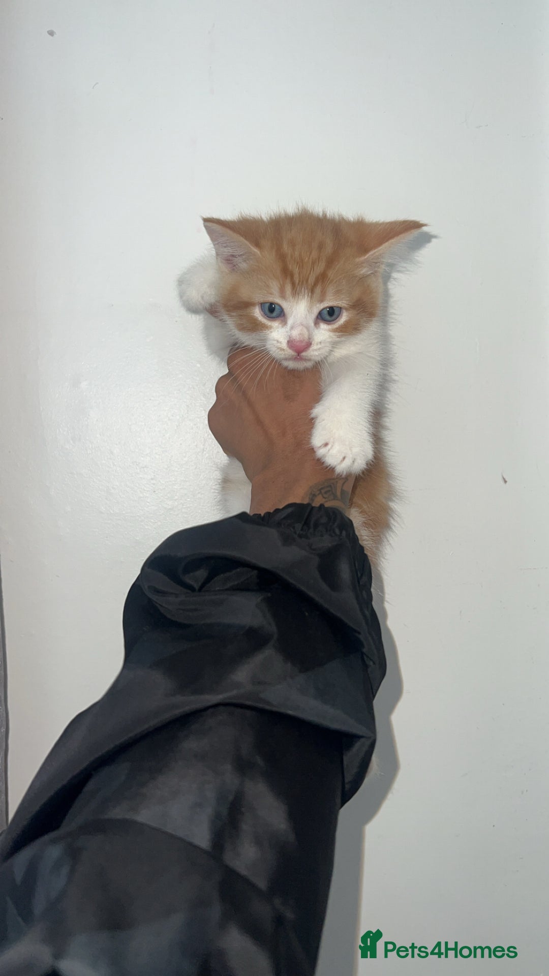 Mixed Breed cats for sale: Beautiful kittens looking for new homes!! - Image 14