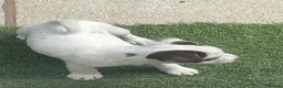 Jack Russell dogs for sale: 2 Jack Russell pups - Advert 3