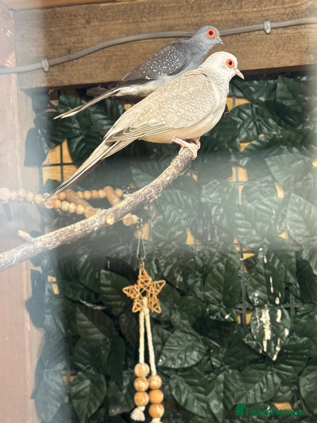 Doves birds for sale: Proven pair of diamond doves  in Tonbridge - Advert 2