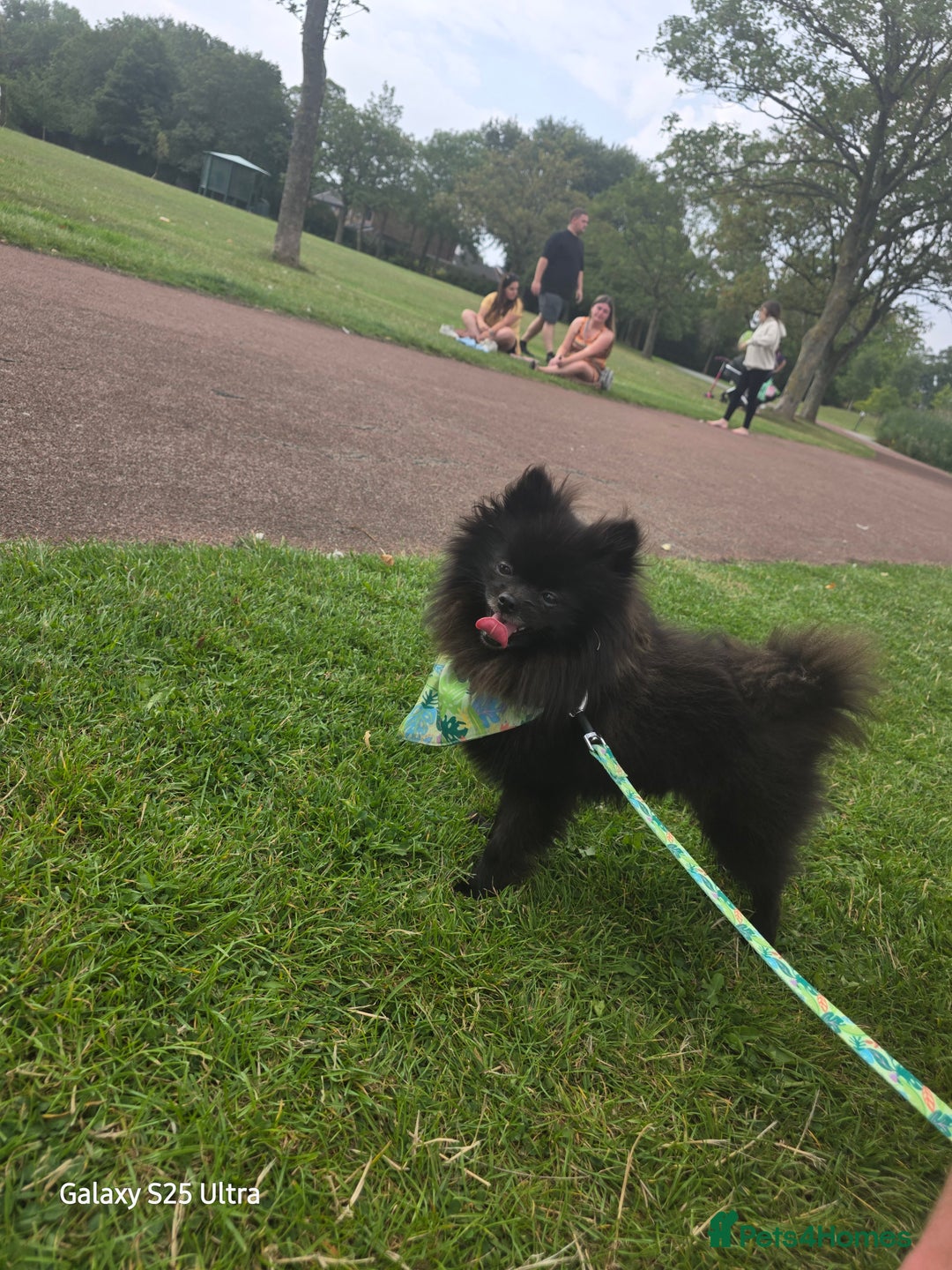 Pomeranian dogs for sale: Arlo  - Image 4