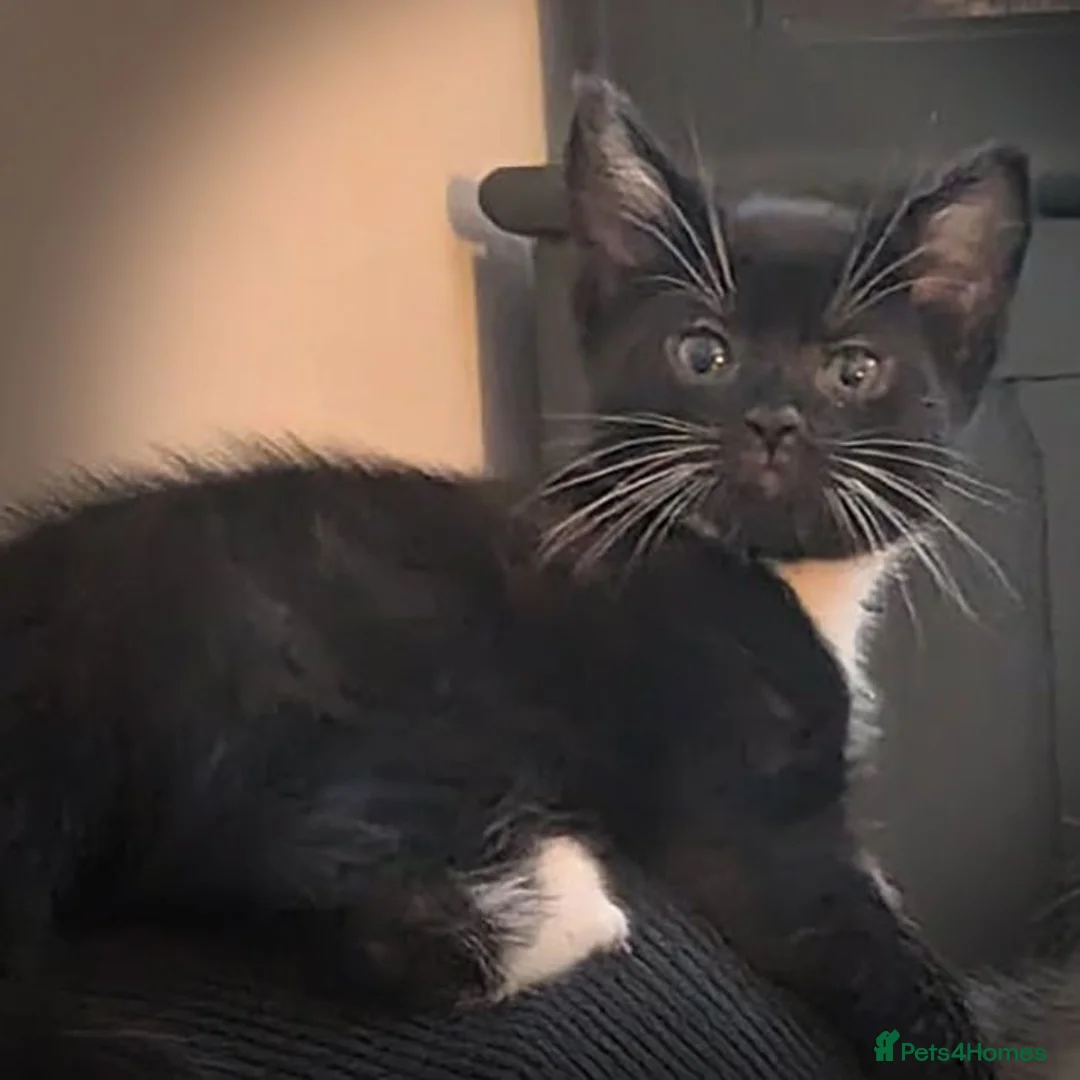 Domestic Shorthair cats for sale: 9wk old kittens - need forever home (ONE LEFT) - Advert 4