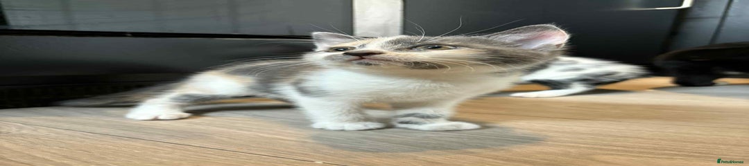 Dilute Calico Girl