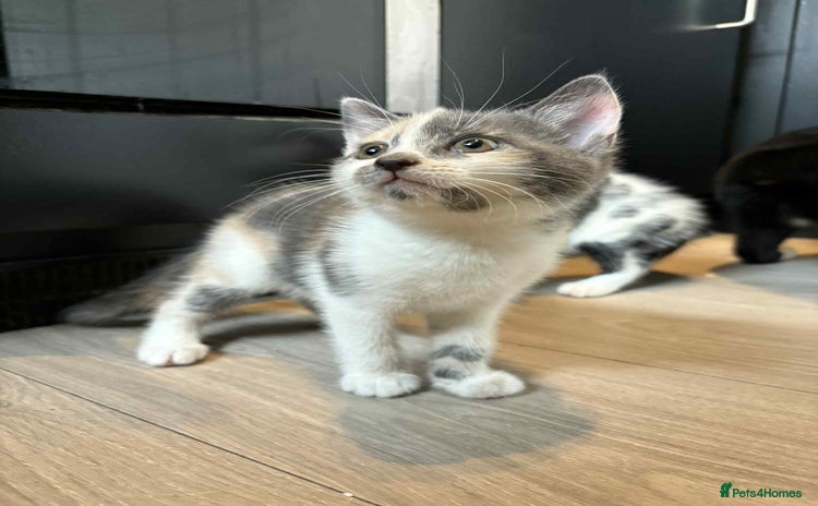 Mixed Breed cats - Advert 6