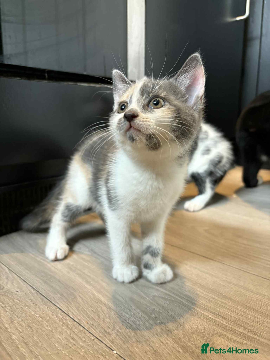 Mixed Breed cats for sale: 3 beautiful kittens for sale. RARE female colours! - Image 1