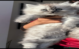 Persian cats for sale: Purrrfect Persians 😻😻😻 - Image 5