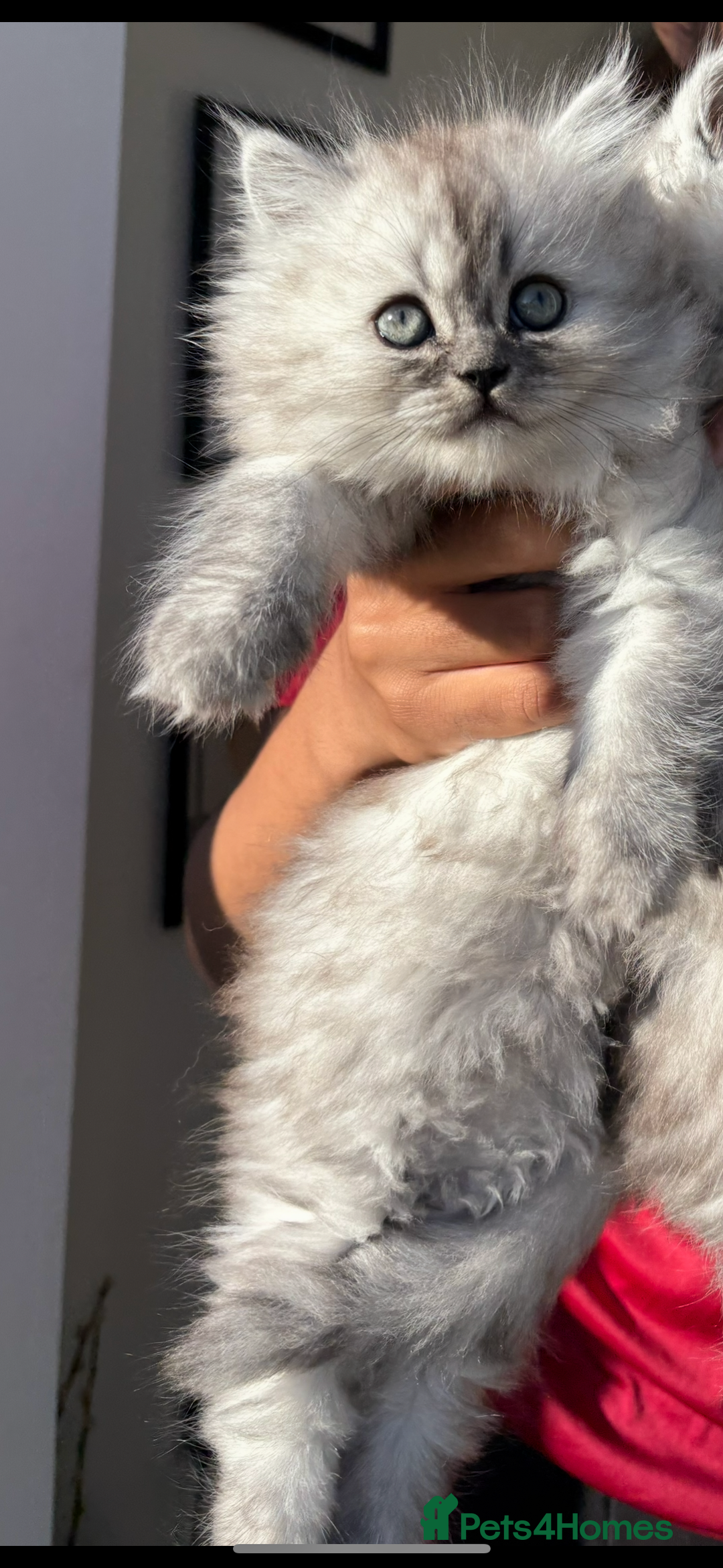 Persian cats for sale: Purrrfect Persians 😻😻😻 - Image 5