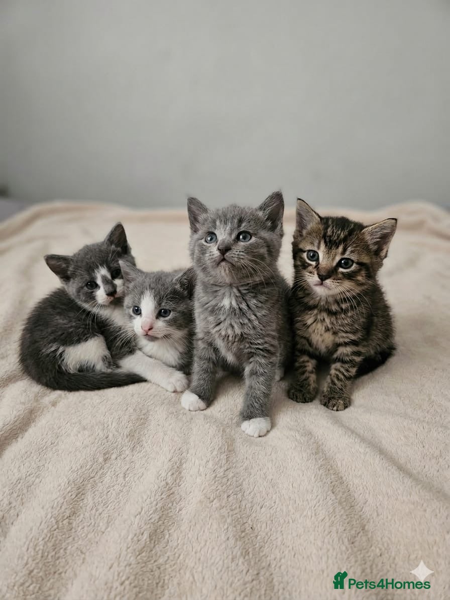 Mixed Breed cats Kittens  - Advert 2
