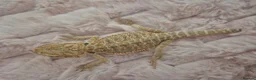 Bearded Dragon reptiles for sale: 100%Het Zero Bearded Dragon baby's  - Advert 8