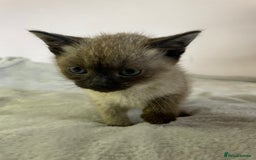 British Shorthair cats for sale: Four kittens ready to go (prices vary) - Image 18