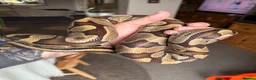 Python Snake reptiles for sale: Enchi Royal python  - Advert 2