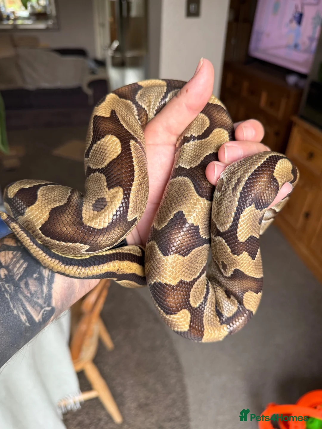 Python Snake reptiles for sale: Enchi Royal python  - Advert 2