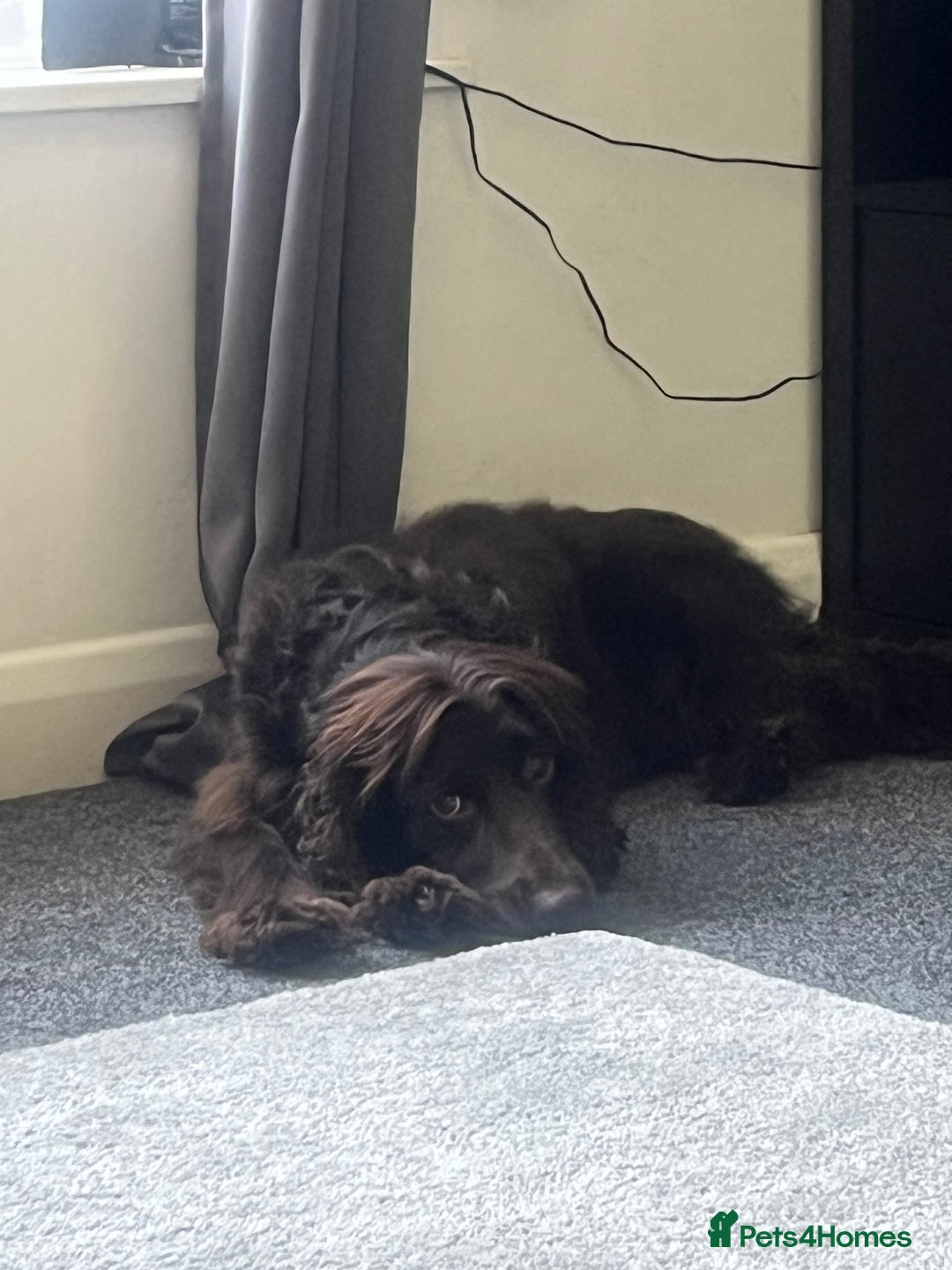 Cockapoo dogs for sale: Cockerspaniel - Advert 4