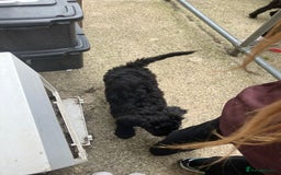 Mixed Breed dogs for sale: Shepadoodles - Image 5